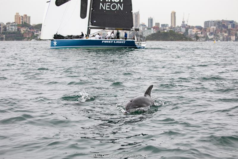 LGT Wealth Management Australia Cup - Dolphins on Sydney Harbour amongst the action photo copyright Nic Douglass for @sailorgirlHQ taken at Cruising Yacht Club of Australia and featuring the IRC class