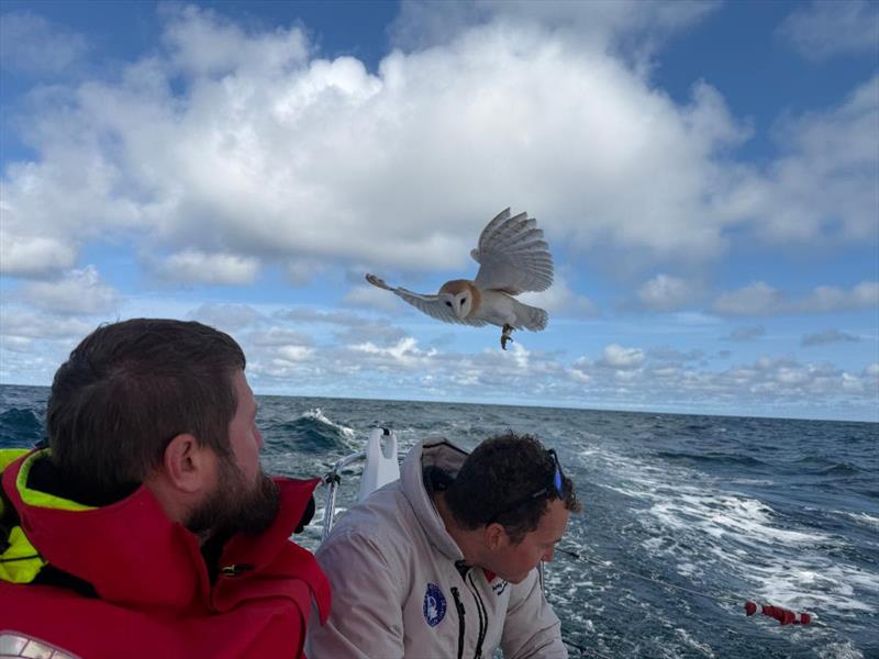 The exhausted barn owl attempts to land on board the Army Sailing Association's Sun Fast 3600 Fujitsu British Soldier - photo © Fujitsu British Soldier