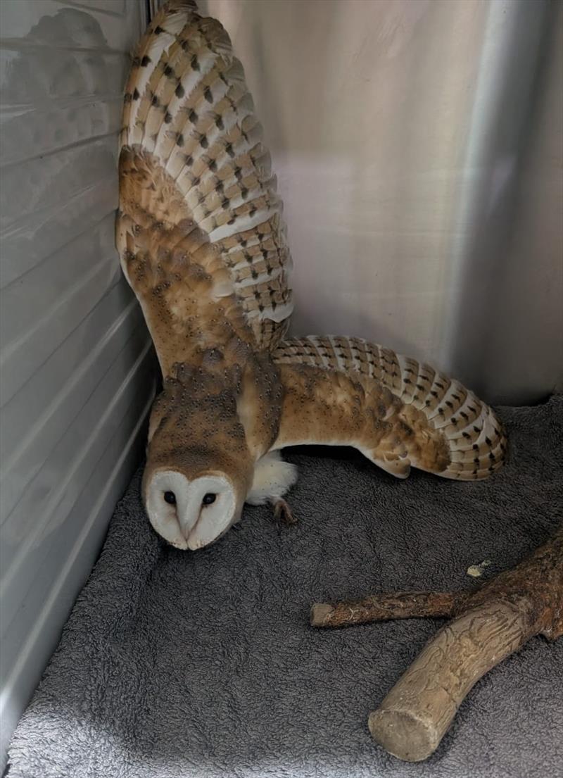 The exhausted barn owl has now been rescued - photo © RSPCA East Winch Wildlife Centre