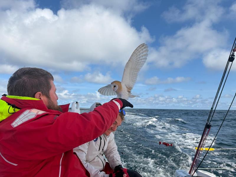 The exhausted barn owl attempts to land on board the Army Sailing Association's Sun Fast 3600 Fujitsu British Soldier - photo © Fujitsu British Soldier