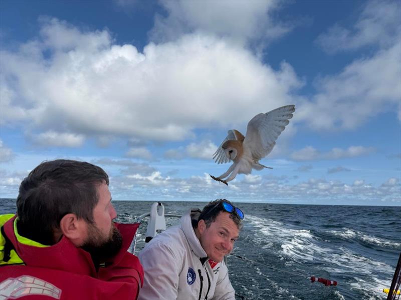 The exhausted barn owl attempts to land on board the Army Sailing Association's Sun Fast 3600 Fujitsu British Soldier - photo © Fujitsu British Soldier