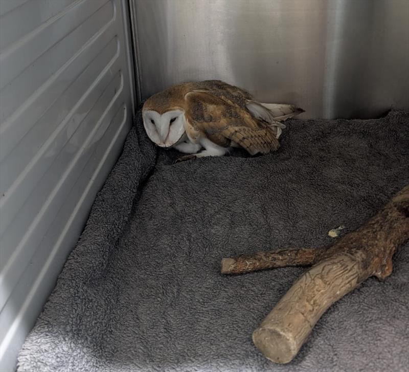 The exhausted barn owl has now been rescued - photo © RSPCA East Winch Wildlife Centre