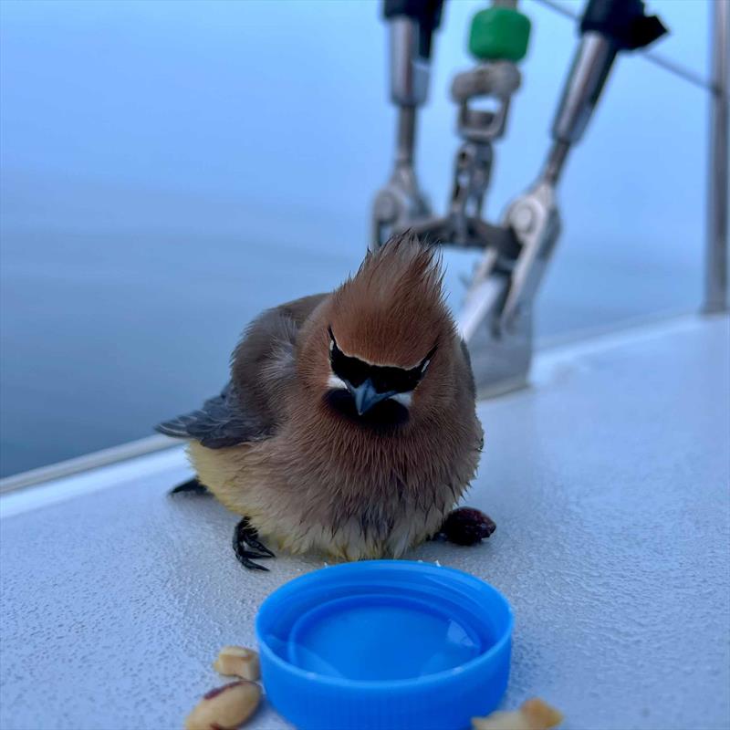 A visit by an exhausted bird during Bermuda 1-2 leg 1 - photo © Peter Gustaffson