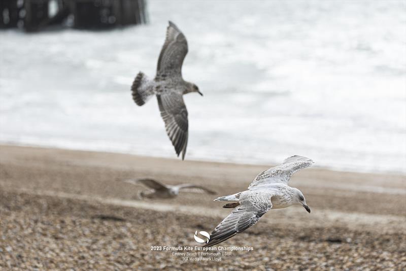2023 Formula Kite Europeans - These seagulls are lifelong fans of winging - photo © IKA media / Mark Lloyd