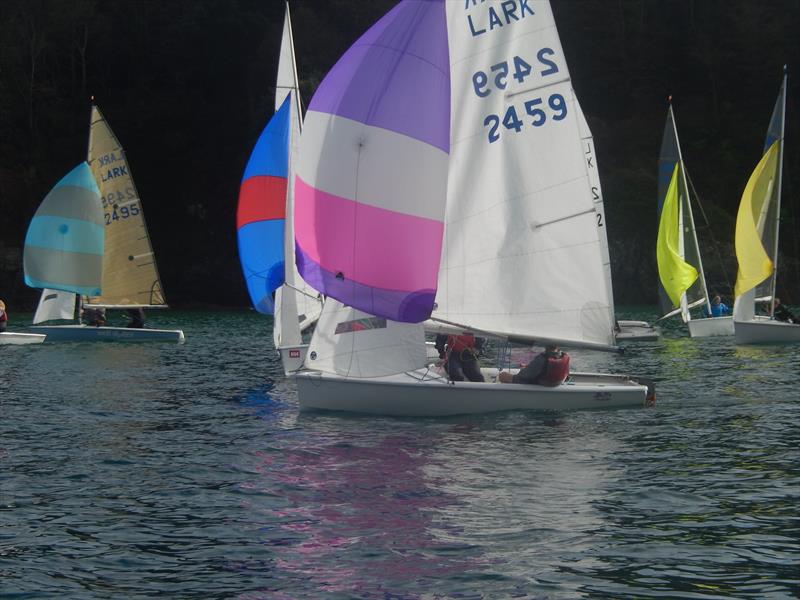 Salcombe Brewery 50th Lark Masters photo copyright Malcolm Mackley taken at Salcombe Yacht Club and featuring the Lark class