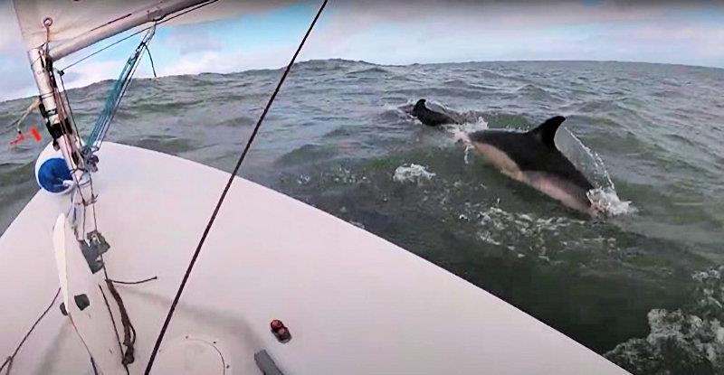 Dophins off Lumbles - Andrew Hill-Smith was the third person to sail around GB in a Laser dinghy - photo © Shrink in the Drink