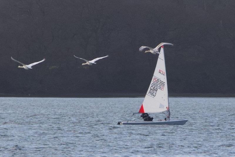 Dell Quay Frostbite Series day 4 - race 7 photo copyright Fabienne Boue-Bigne taken at Dell Quay Sailing Club and featuring the ILCA 4 class