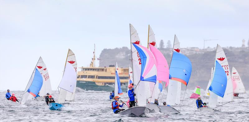 Manly Junior 2025 State Championship - photo © SailMedia | Michael Chittenden