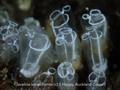 Clavelina lepadiformis is commonly called the Lightbulb sea squirt. If you spot it anywhere, please report it to authorities.  © S Happy Auckland Council
