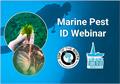 Free marine pest Identification webinar - this Thursday