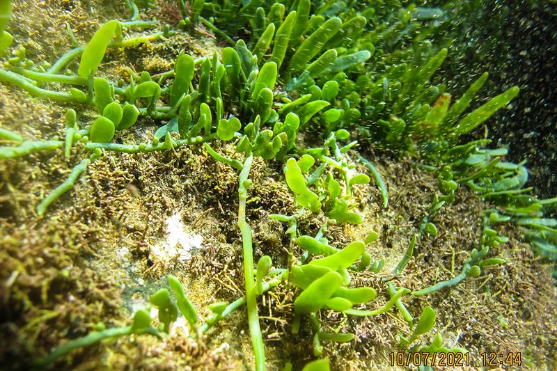 Caulerpa brachypus– an unwanted organism that is known to spread rapidly, form dense mats and potentially overrun native species photo copyright Marine Biosecurity NZ taken at  and featuring the  class