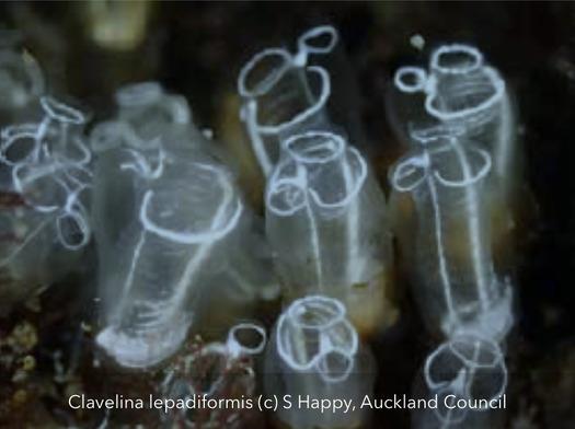Clavelina lepadiformis is commonly called the Lightbulb sea squirt. If you spot it anywhere, please report it to authorities photo copyright S Happy Auckland Council taken at Auckland Sailing Club and featuring the  class