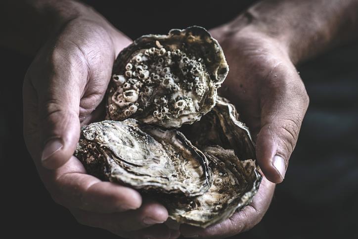 Fresh large oysters in male hands on a dark background. Delicious seafood photo copyright Getty Images taken at Wakatere Boating Club and featuring the  class