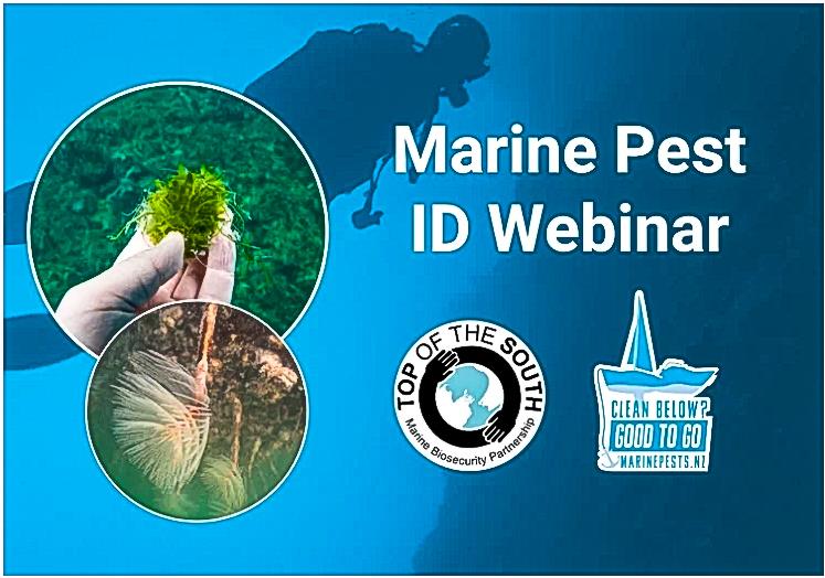 Free marine pest Identification webinar - this Thursday photo copyright MarinePests.nz taken at Wakatere Boating Club and featuring the  class