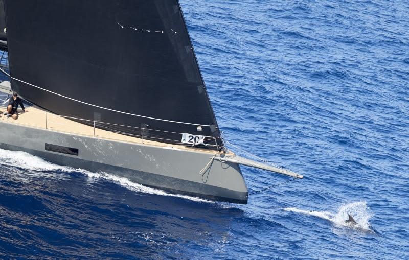 A dolphin plays around the bow of the Baltic 60 Open Season, Maxi Yacht Rolex Cup 2023 - photo © Rolex / Carlo Borlenghi 