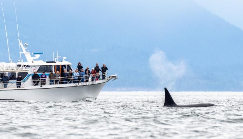 The family of killer whales made their appearance to the race course today in Victoria - 2018 Melges 24 World Championship - Day 3 photo copyright IM24CA / Zerogradinord taken at Royal Victoria Yacht Club, Canada and featuring the Melges 24 class