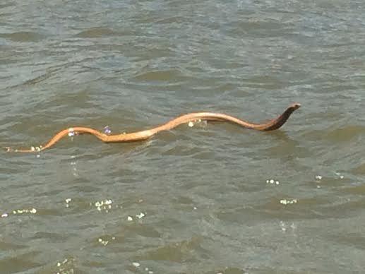 Cape Cobra swimming across the lake at the Mirror African Championships photo copyright Rob Bellfield taken at Theewater Sports Club and featuring the Mirror class