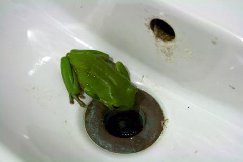 The green frog which had taken up residence in the sink - photo © Liz Potter