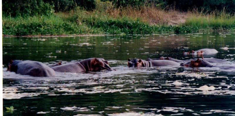 Hippos - photo © Liz Potter