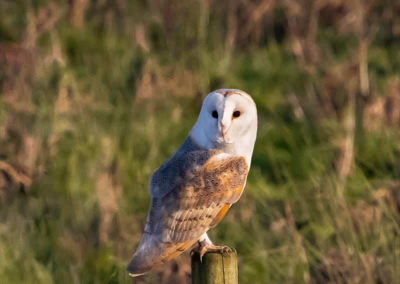 Snowee the Owl photo copyright John Myers taken at Blakeney Sailing Club