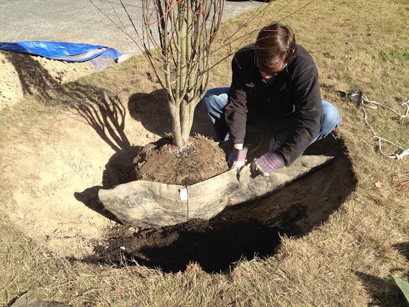 The author, helping plant a katsura tree - photo © David Schmidt