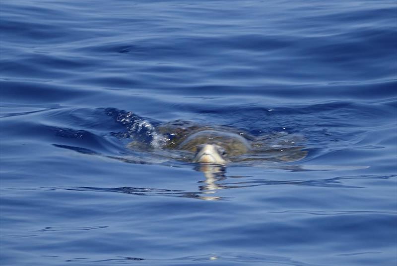 The sea life has been abundant throughout Race 10 - photo © Clipper Race