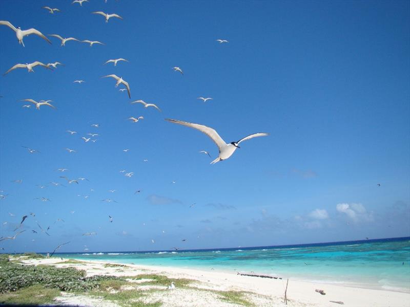 Entrecasteaux atoll photo copyright DAM taken at Cercle Nautique Calédonien