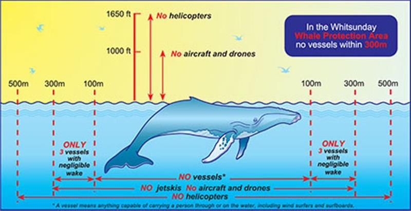 Whale watch distances photo copyright GBRMPA taken at 