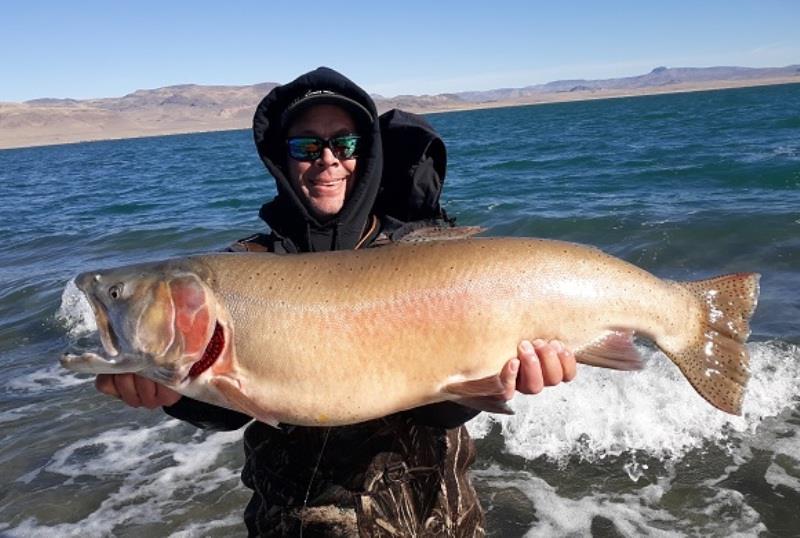 Adam Garcia caught and released this giant cutthroat trout (Oncorhynchus clarki) on November 11, 2018 while fishing Pyramid Lake, Nevada. Measuring out to 85 cm in length, Garcia's catch qualifies him for potential new All-Tackle Length world record photo copyright IGFA taken at 