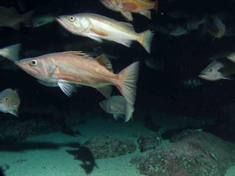 Bocaccio rockfish photo copyright Mary Nishimoto / NOAA taken at 