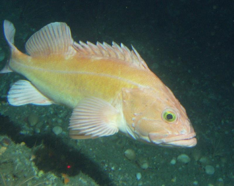Yelloweye rockfish photo copyright NOAA Fisheries taken at 