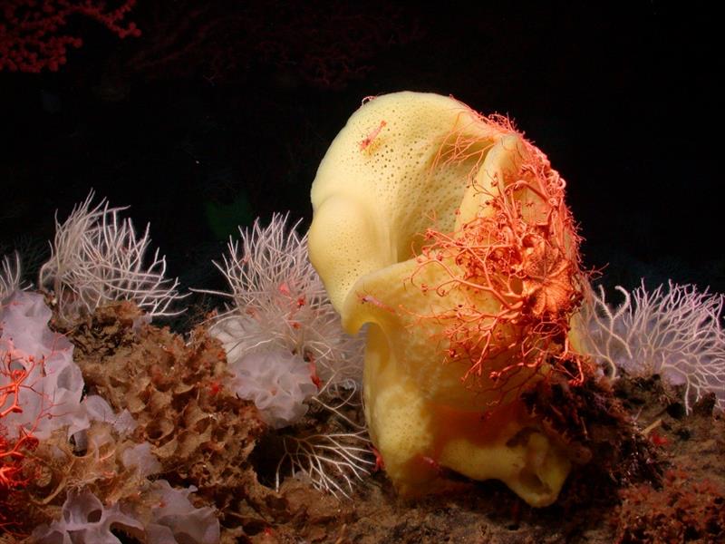 An orange basket star covers a Picasso sponge at Davidson Seamount, California photo copyright NOAA Fisheries taken at 