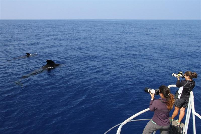 Researchers Amy Van Cise of WHOI and Annie Gorgone of the Cascadia Research Collective photogragh pilot whales during field work in the Hawaiian Islands photo copyright Robin Baird, Cascadia Research Collective taken at 