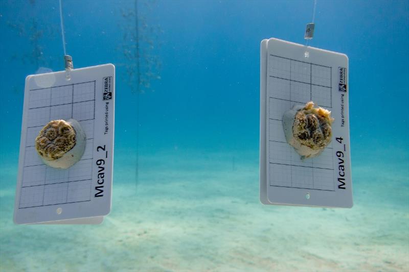 Young boulder coral fragments hang on cards in Coral Restoration Foundation's Tavernier Nursery photo copyright Coral Restoration Foundation taken at 
