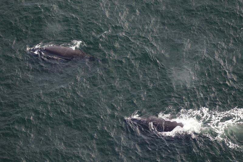 Right whales `Boomerang` and `Magnet` photo copyright Sea to Shore Alliance taken at 