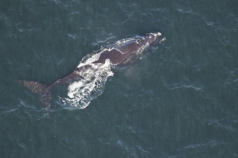 `Magnet` the right whale photo copyright Sea to Shore Alliance taken at 