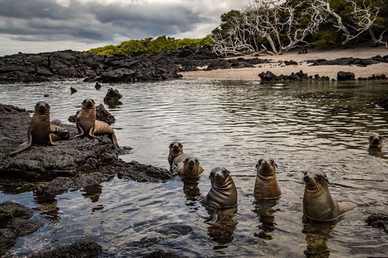 Sea lions on Isabela Island photo copyright Josh Haner taken at 