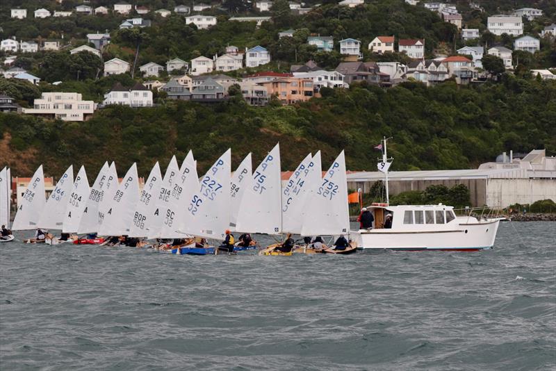 Tauranga Cup - Evans Bay Yacht and Motor Boat Club - January 2019 photo copyright Richard Beauchamp taken at Evans Bay Yacht & Motor Boat Club