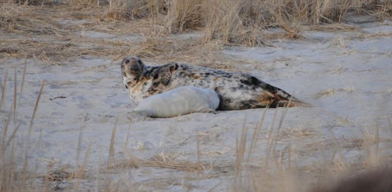 Gray seal and pup photo copyright NOAA Fisheries taken at 