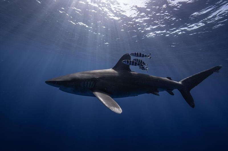 Oceanic whitetip shark, Bahamas photo copyright Andy Mann & Trevor Bacon taken at 