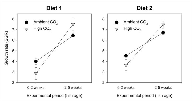 Growth rates of larval Pacific cod during first 5 weeks of life reared on 2 diets at ambient & elevated CO2 levels. Figure is redrawn from data presented in Hurst et al. 2019. Elevated CO2 alters behavior, growth, & lipid composition of Pacific cod larvae photo copyright Marine Environmental Research taken at 