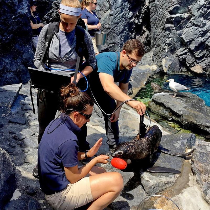 NOAA Fisheries scientists and aquarium staff work to collect spectral measurements from a cooperative northern fur seal pup at Mystic Aquarium photo copyright NOAA Fisheries taken at 