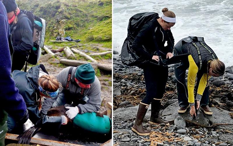NOAA Fisheries marine mammal scientists collect spectral signatures from wild northern fur seal pups and their background in the Pribilof Islands, Alaska photo copyright NOAA Fisheries taken at 