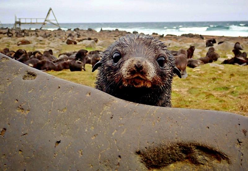 New research by NOAA Fisheries and partners will gather information needed to protect and rebuild northern fur seal populations photo copyright NOAA Fisheries taken at 