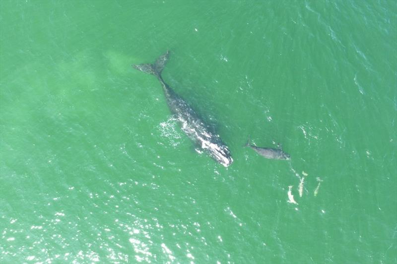 An endangered right whale mom and baby photo copyright NOAA Fisheries taken at 