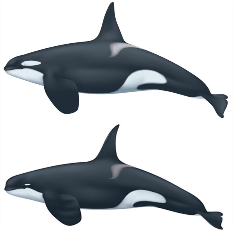 Top: An adult male ‘regular' killer whale – note the size of the white eye patch, less rounded head and dorsal fin shape. Bottom: An adult male Type D killer whale – note the tiny eye patch, more rounded head, and more narrow, pointed dorsal fin photo copyright Uko Gorter taken at 