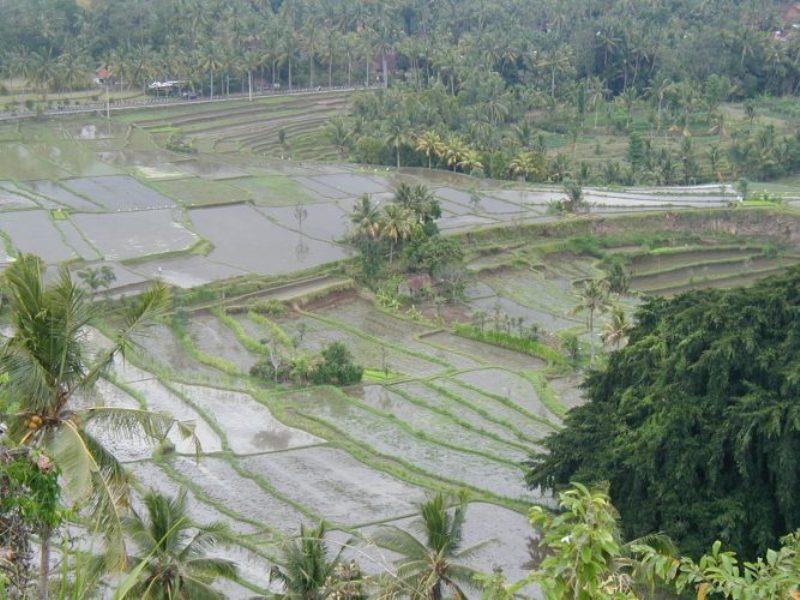 Rice paddies - photo © Hugh & Heather Bacon