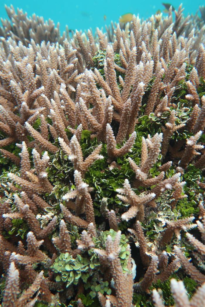 The coral-algal interaction between the branching coral Acropora and green alga Halimeda examined in this study photo copyright Kristen Brown taken at 