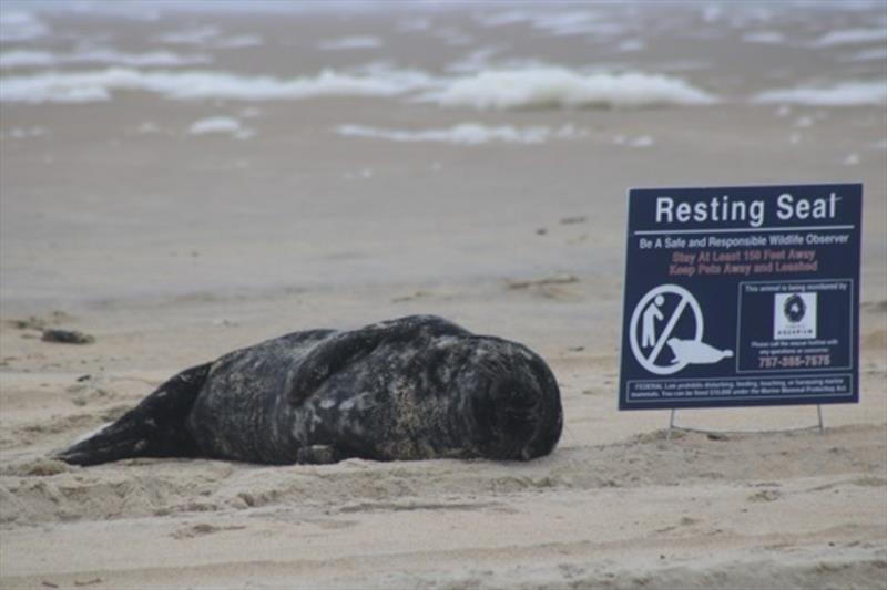 The seal now affectionately known as “Edwin Hubble” was first observed and monitored by the Virginia Aquarium & Marine Science Center stranding team on February 28, 2019 photo copyright Virginia Aquarium & Marine Science Center taken at 