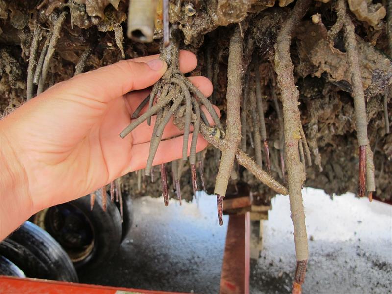 Marine Pests - Large fan worm on hull  photo copyright Auckland Council taken at 